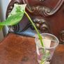 No.76 Monstera Albo Rooting leaf cut Image 3