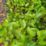 Laurel Hedging ONE EURO Image 10