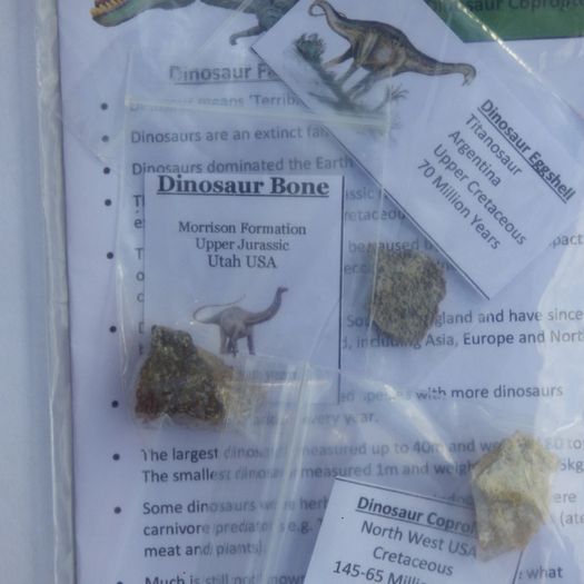 Dinosaur Fossils