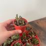 Mini jade plant succulent house plant Image 3