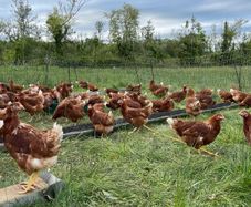 Hens - Point of lay pullets