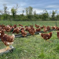 Hens - Point of lay pullets