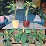 The Madagascar Jewel Seeds and Plants Image 3