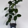 Hoya Australis - over 1m long Image 2