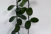 Hoya Australis