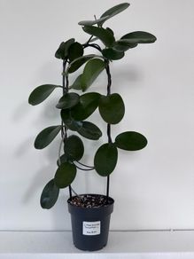 Hoya Australis