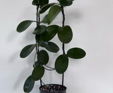 Hoya Australis