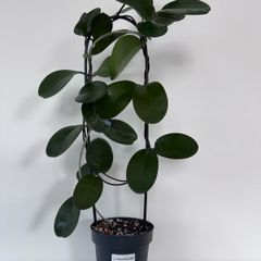 Hoya Australis