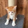 kitten Image 2
