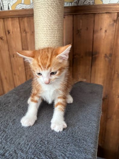 kitten