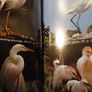 The Audubon Field Guide to North American Birds, Eastern Region/ 1988 Image 7