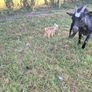 Guinea fowl/hens/ducks/goats/llama & pigs Image 7