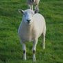 Texel and Charloais Rams Image 2