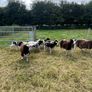 Jacob Sheep Image 3
