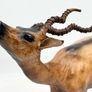 Fine Large Vintage Leather Antelope Image 3