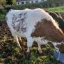 Livestock Image 4