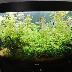 trigon 350l juwel fish tank