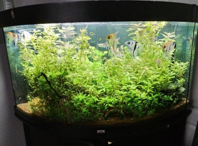trigon 350l juwel fish tank