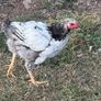 Young Roosters for sale Image 5