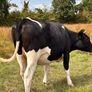 Pedigree In-calf British Friesian Heifers Image 2