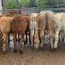 10 suckler bred heifers Image 7