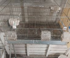 Cage