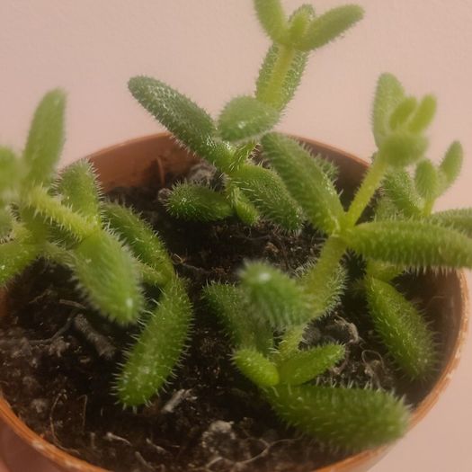 Pickle Plant Succulent