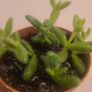 Pickle Plant Succulent Image 2