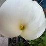 Calla lily white Image 2