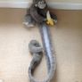 Monkey Height Measuring Wall Hanger Image 2