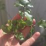 Pittosporum Image 2