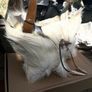 1 Handcrafted Goat Skin Bag with Long Leather Shoulder Strap and an Antler Toggle Image 2