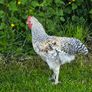 roosters Image 2