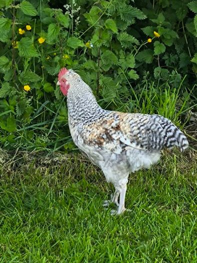 roosters