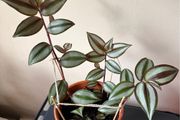 Tradescantia plant