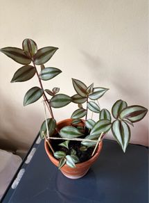 Tradescantia plant