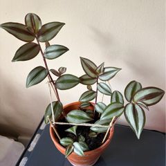Tradescantia plant