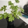 Geranium 2 years old. Image 2