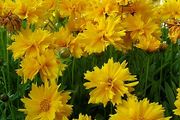 (C) Tickseed coreopsis Golden Globe seeds 0.1g (431953)