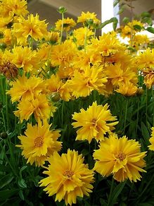 (C) Tickseed coreopsis Golden Globe seeds 0.1g (431953)