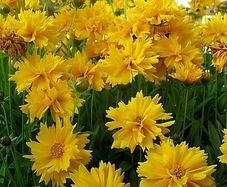 (C) Tickseed coreopsis Golden Globe seeds 0.1g (431953)