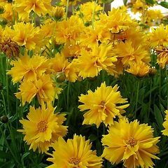 (C) Tickseed coreopsis Golden Globe seeds 0.1g (431953)