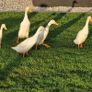 Runner Ducks Image 2