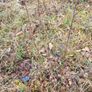 Silver birch trees Image 2