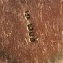 1978 London solid silver pill box Image 3