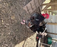 Roosters for sale