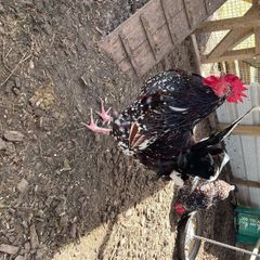 Roosters for sale