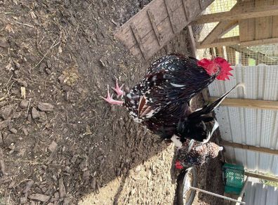 Roosters for sale