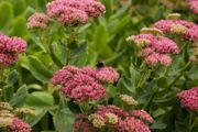 stonecrop