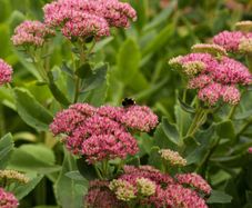 stonecrop